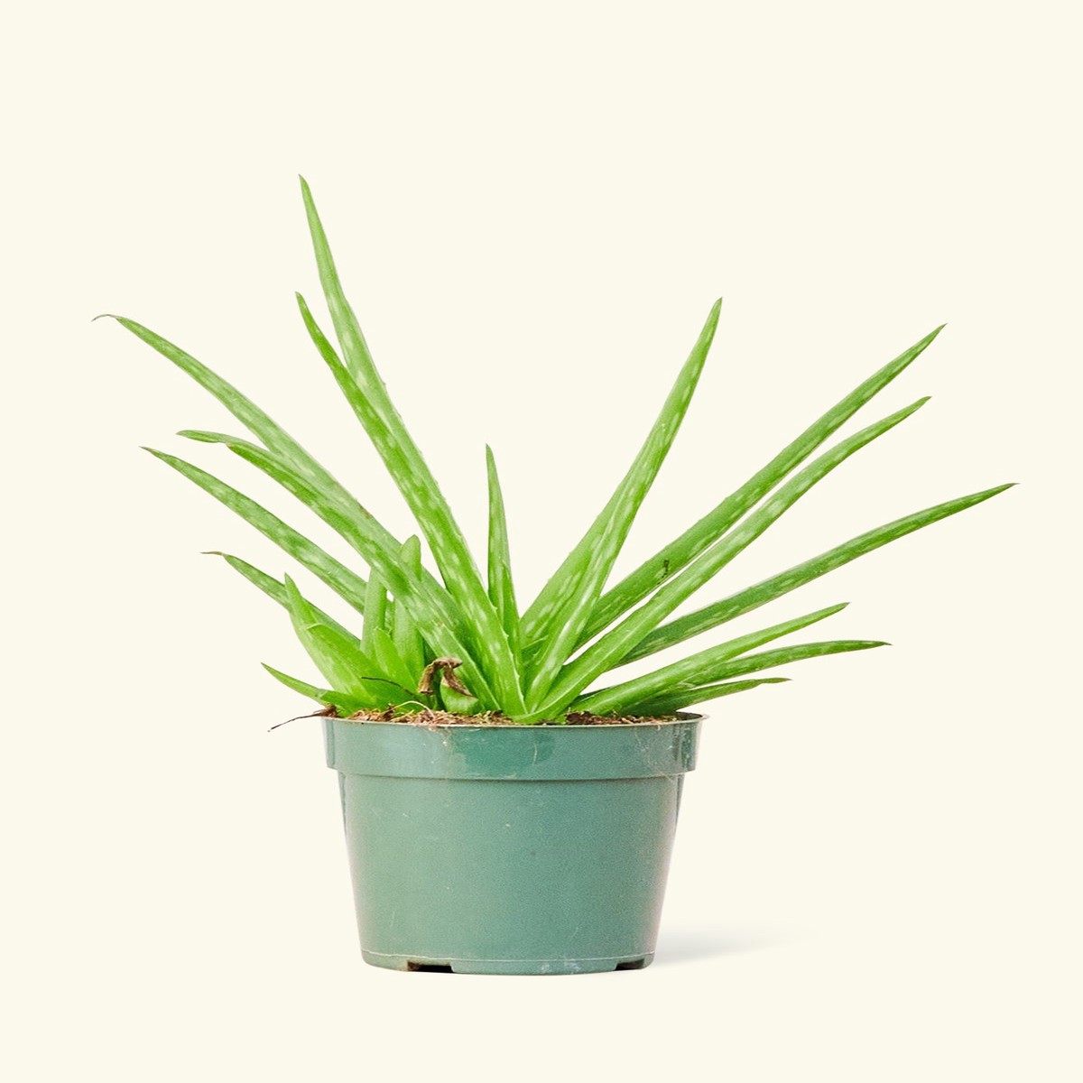 Aloe Vera MediumClassicCharcoal