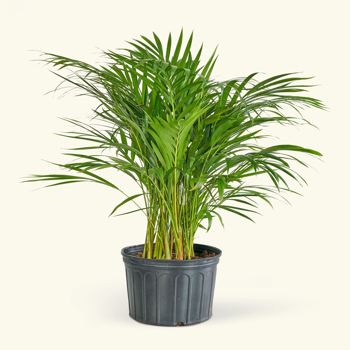 Bamboo Palm MediumClassicOat