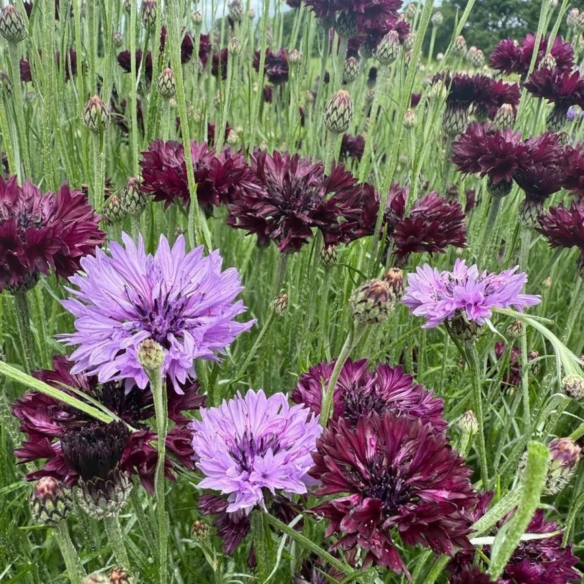 Cornflower Black Mauve Mix