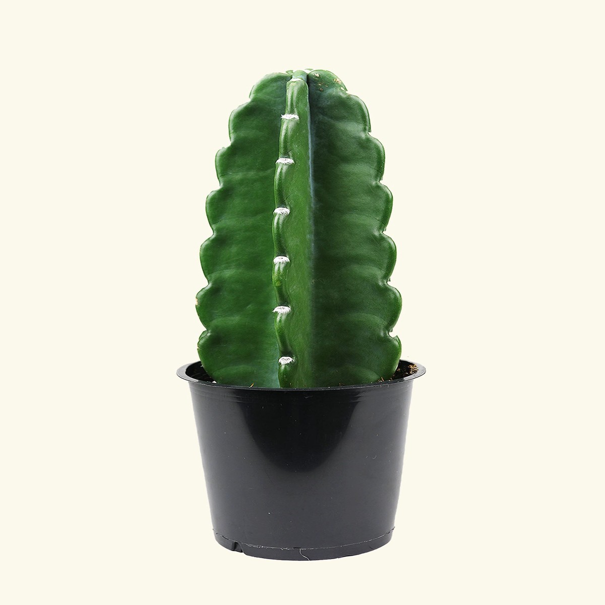 Cuddly Cactus MediumJute