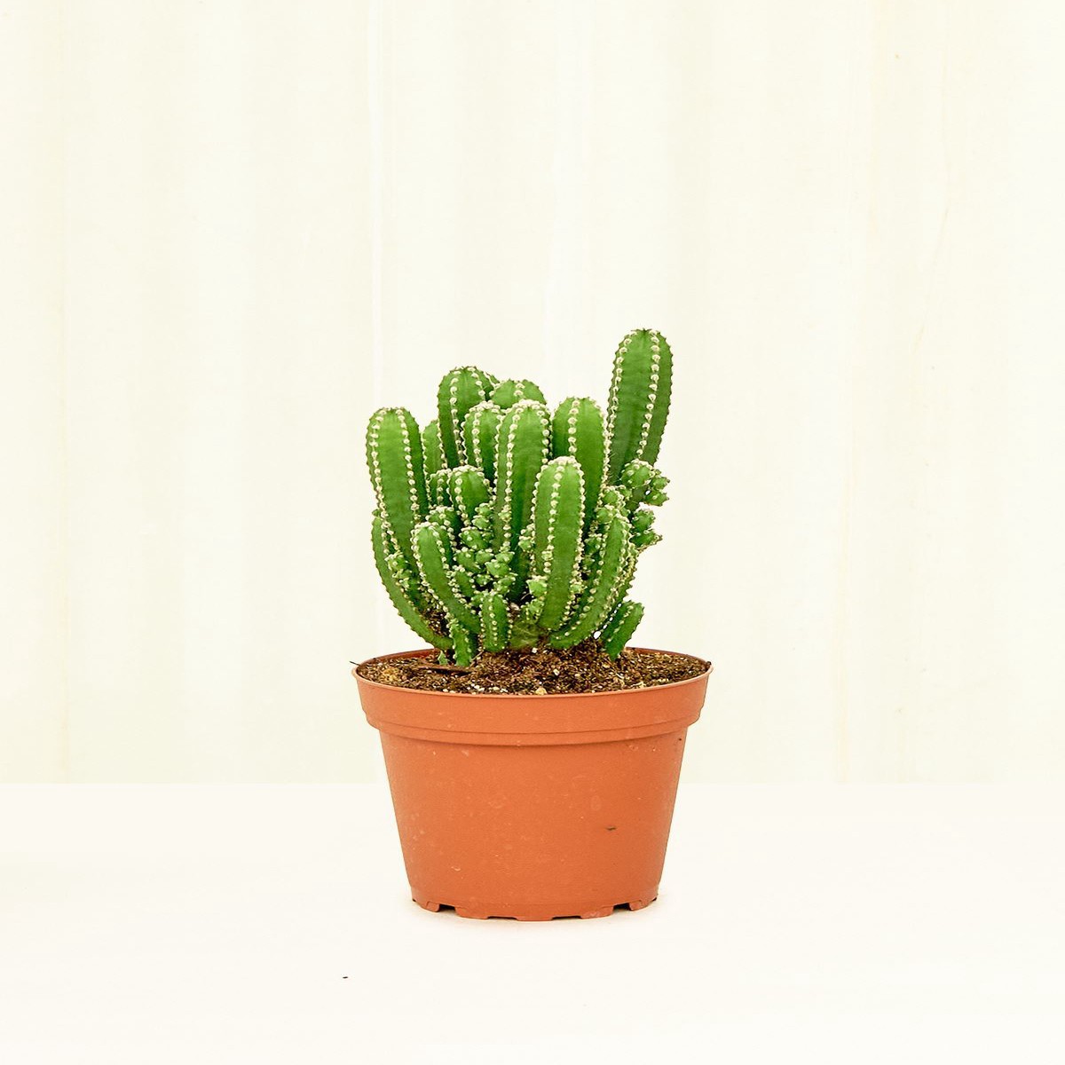 Fairy Castle Cactus SmallClassicPolarWhite