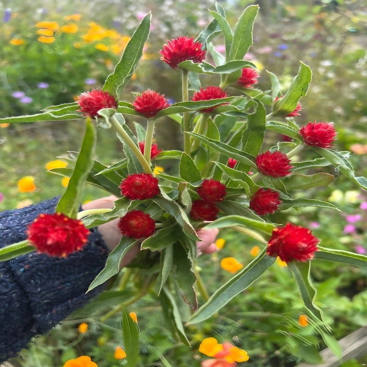 Gomphrena Strawberry Fields