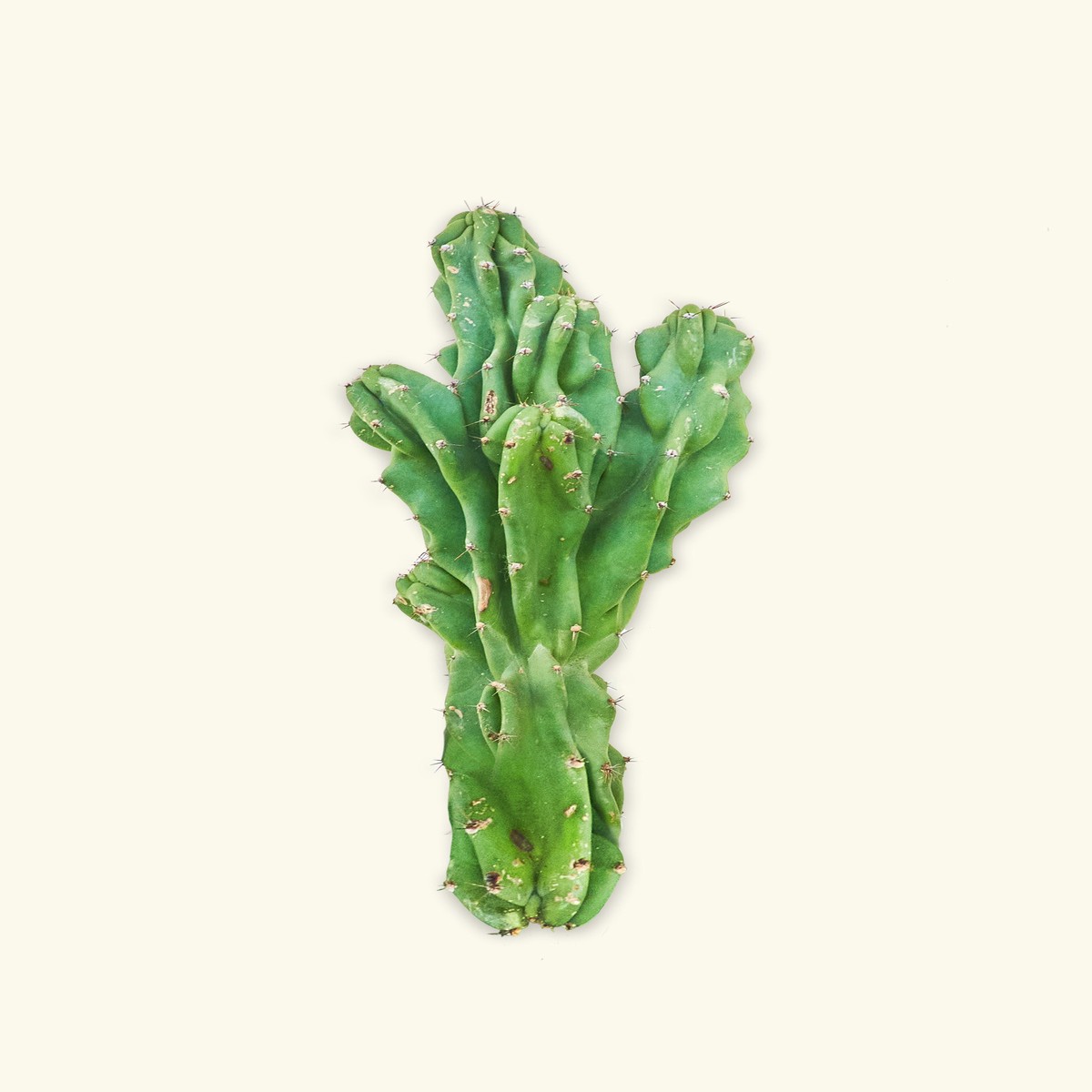 Monstrose Cactus 2Ft