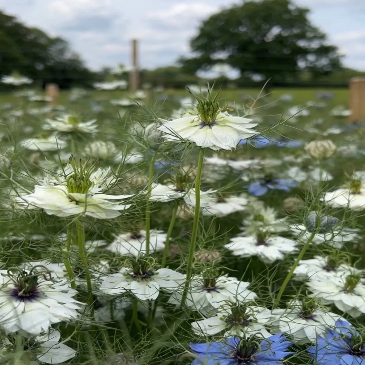 Nigella Miss Jekyll White (Love-In-A-Mist)