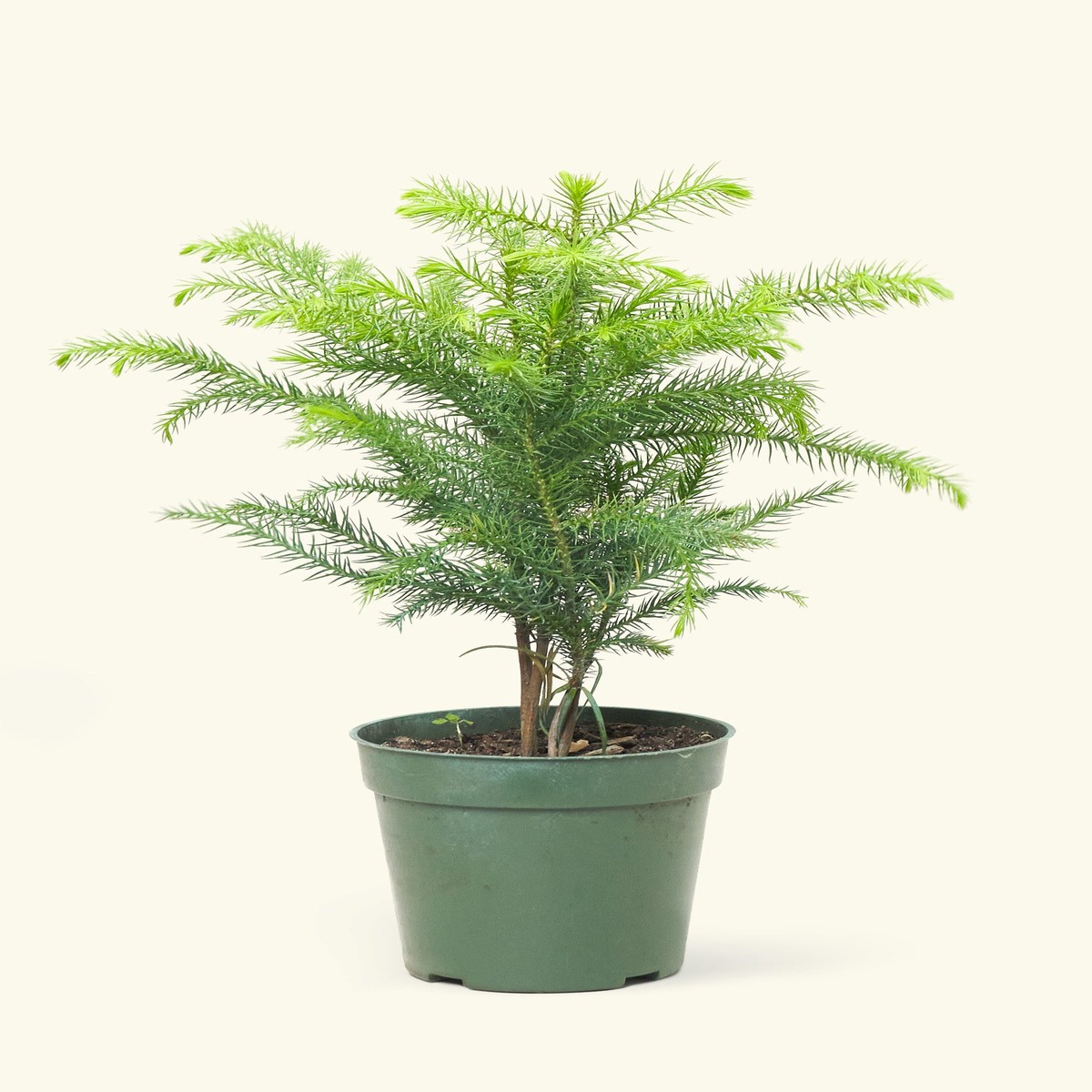Norfolk Pine SmallClassicCharcoal