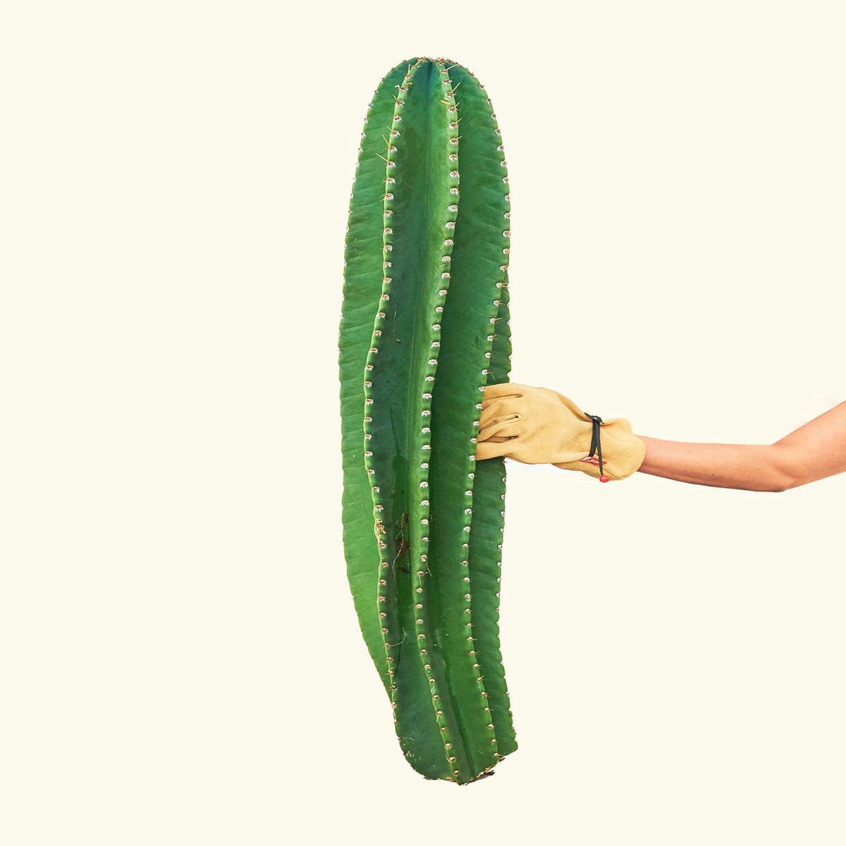 Peruvian Apple Cactus 35Ft
