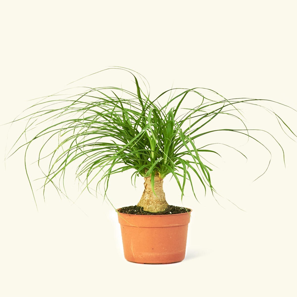 Ponytail Palm SmallClassicPolarWhite