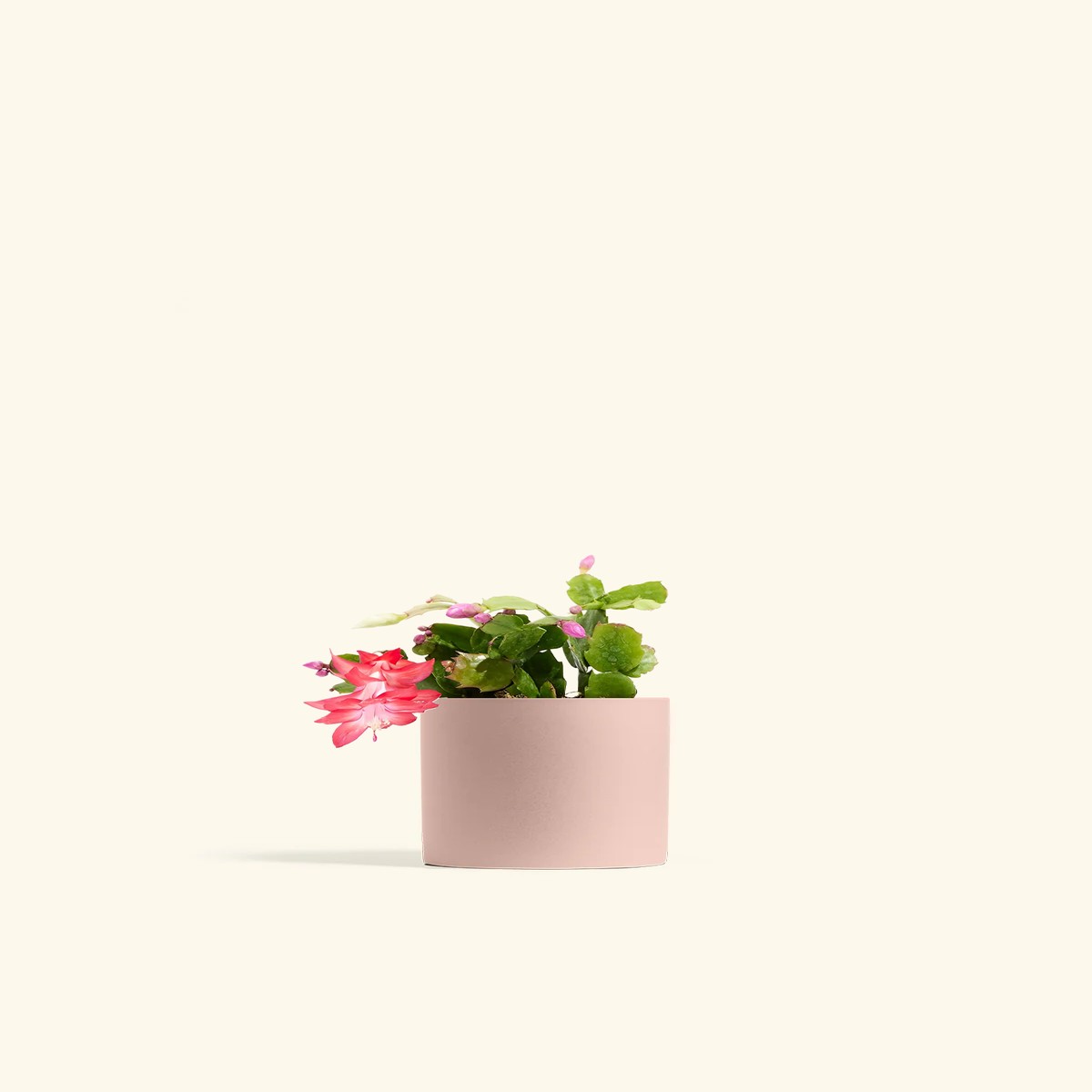 Red Christmas Cactus MediumClassicOat