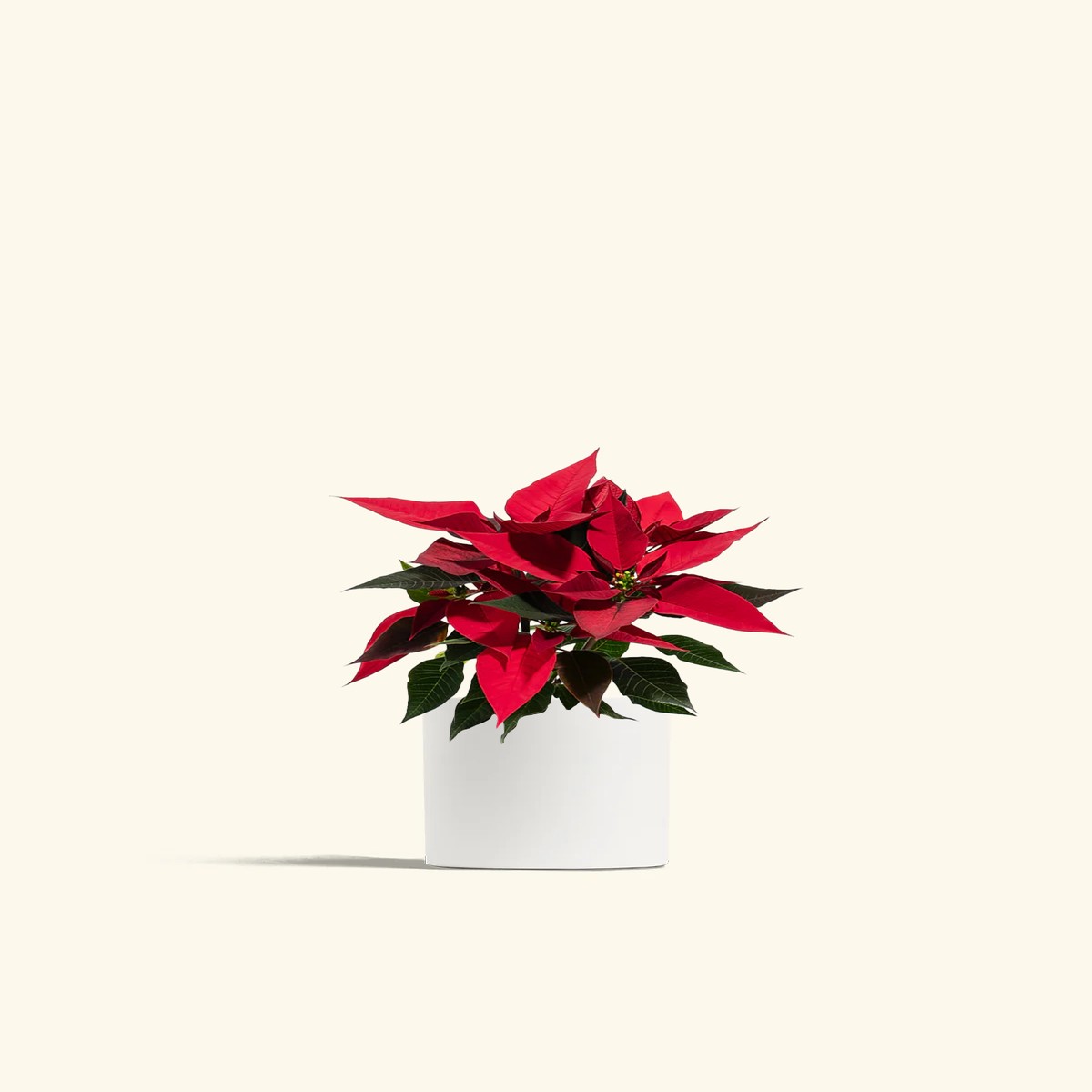 Red Poinsettia SmallClassicCharcoal