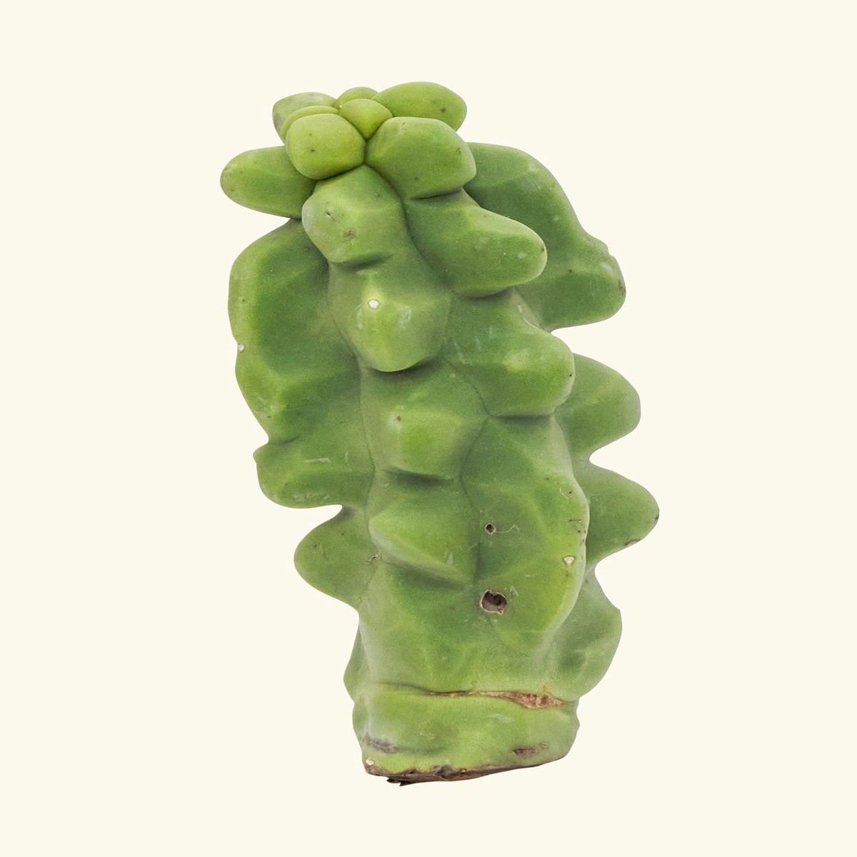 Totem Pole Cactus 05Ft