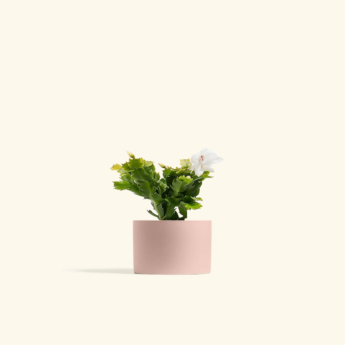 White Christmas Cactus SmallClassicCharcoal