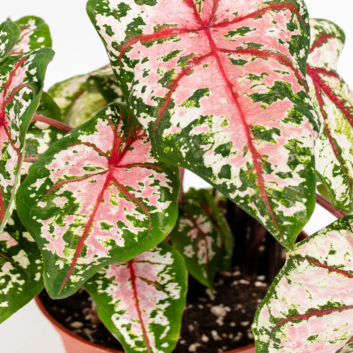 Caladiums (4-Pack) MediumEcoPotMacadamia