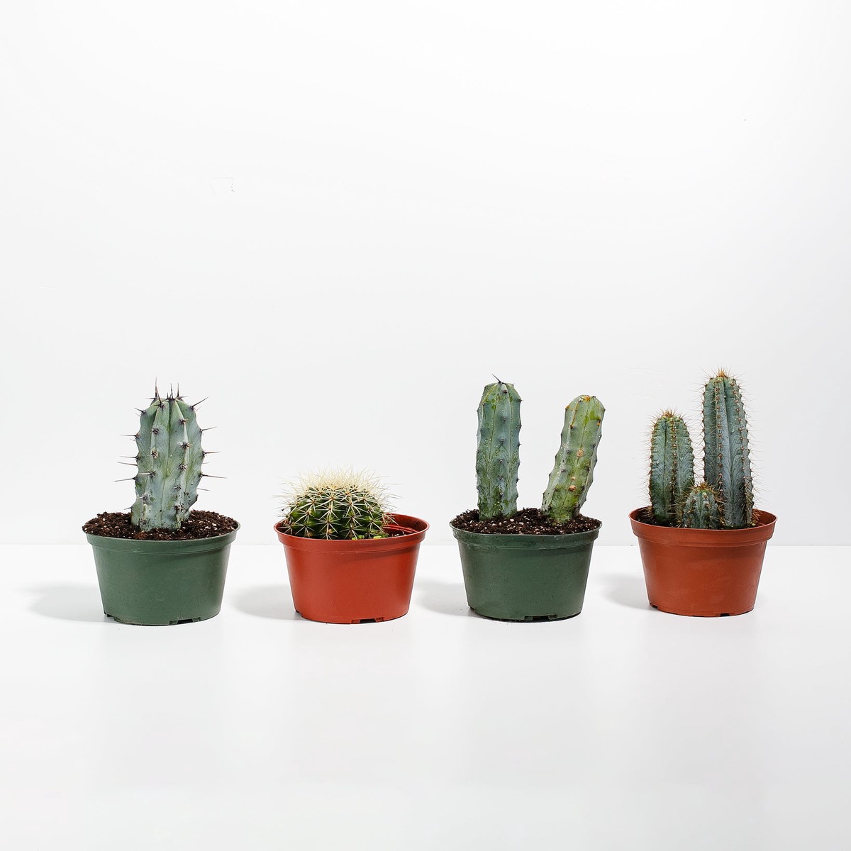 Cool Cactus Collection SmallEcoPotCoconut