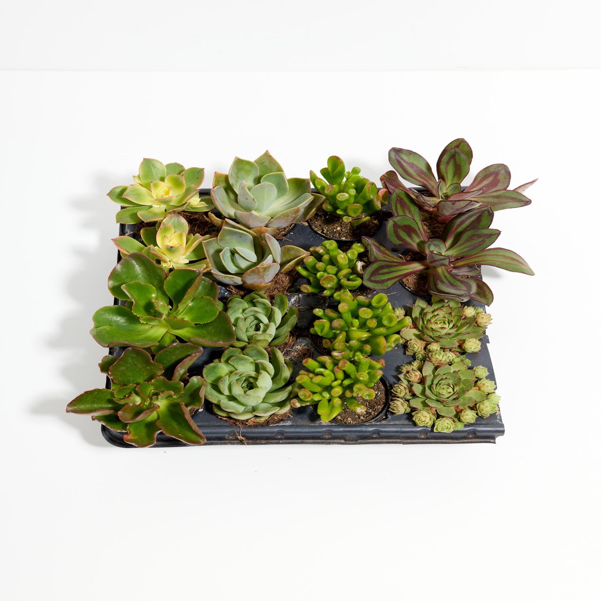 Cutie Little Baby Succulents 16 Pack ExtraSmallGrower