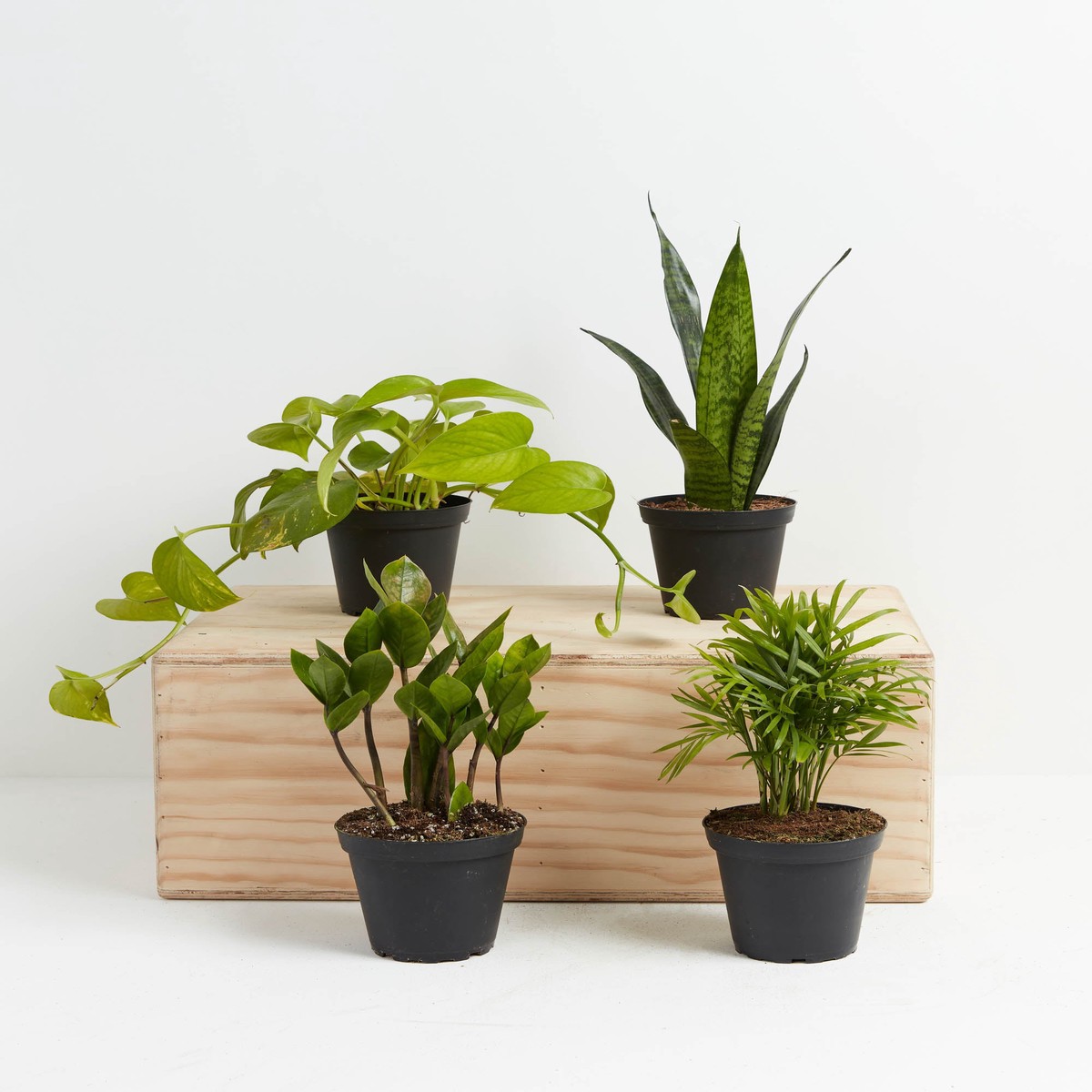 Easy Peasy Plant Collection SmallEcoPotMacadamia