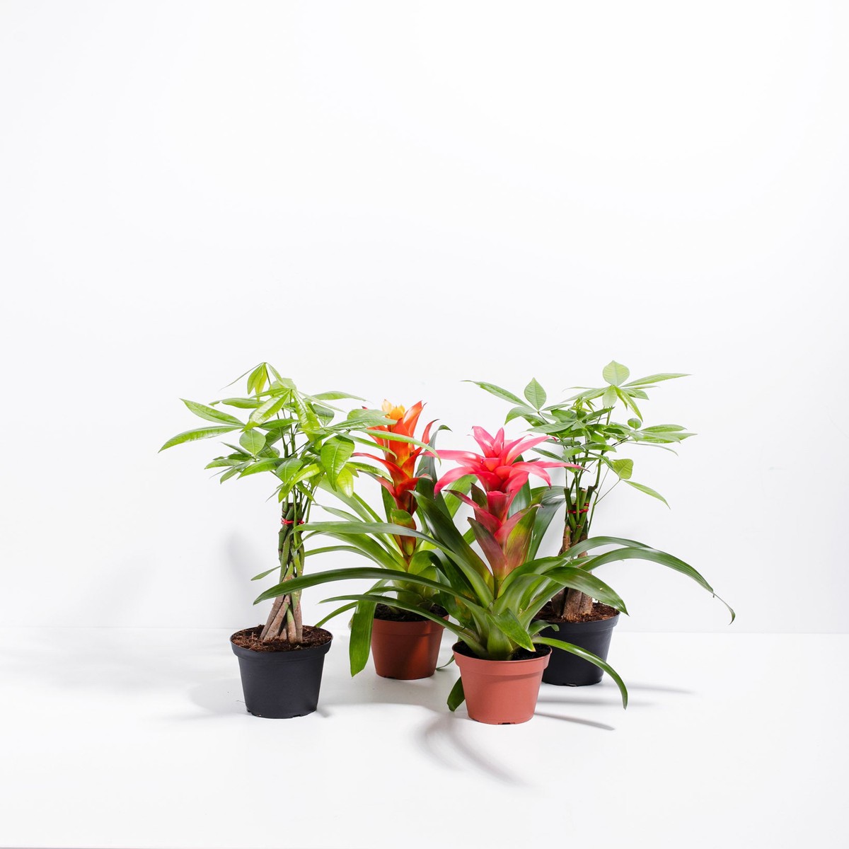 Lucky Pet Friendly Collection SmallGrowerVaries