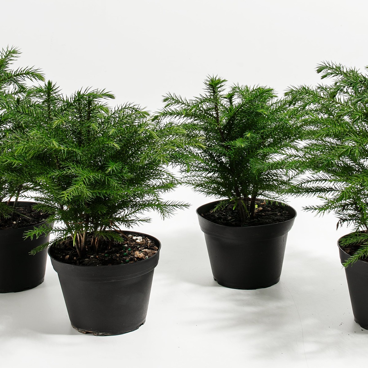 Mini Norfolk Island Pine 4-Pack SmallBasketsLight