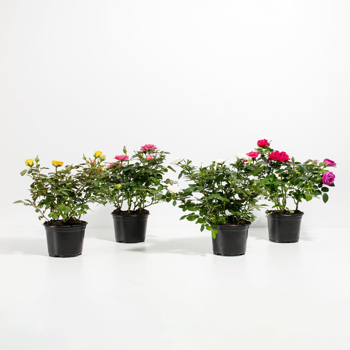 Miniature Rose Collection SmallEcoPotChai