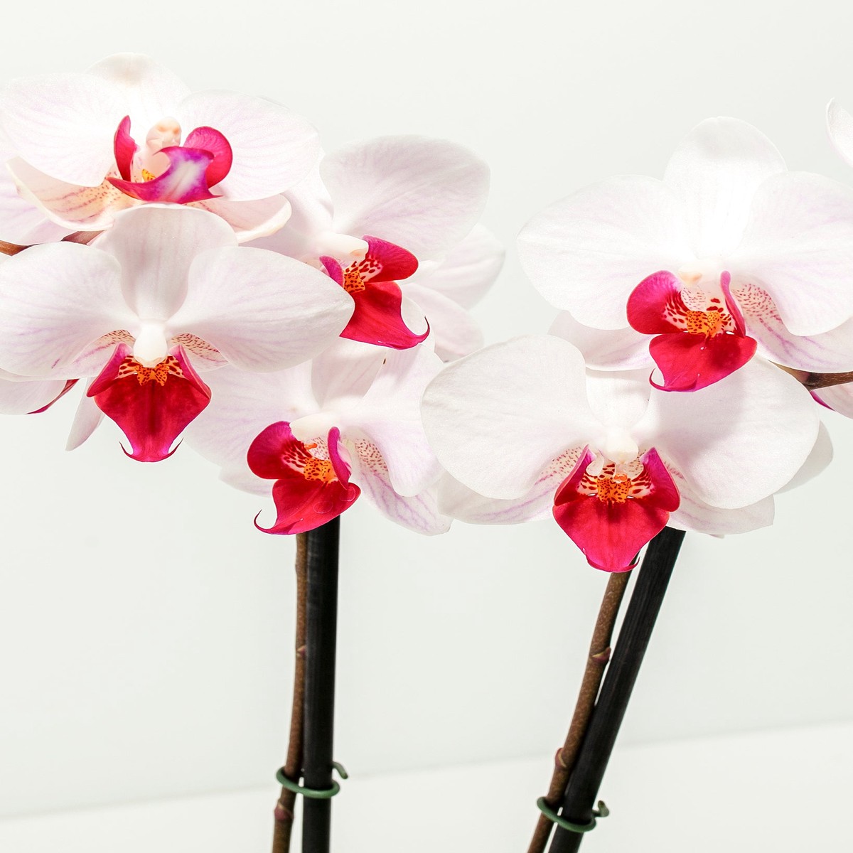 Moth Orchid Bundle SmallOrchidEcopotsChai