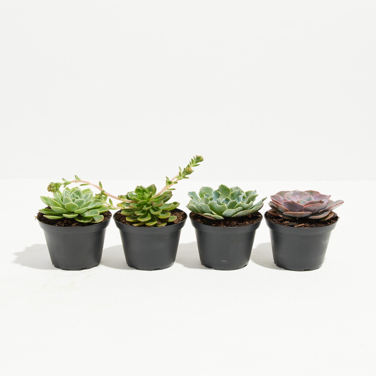 Motley Crew Echeveria Succulents 4 Pack SmallBasketsLight