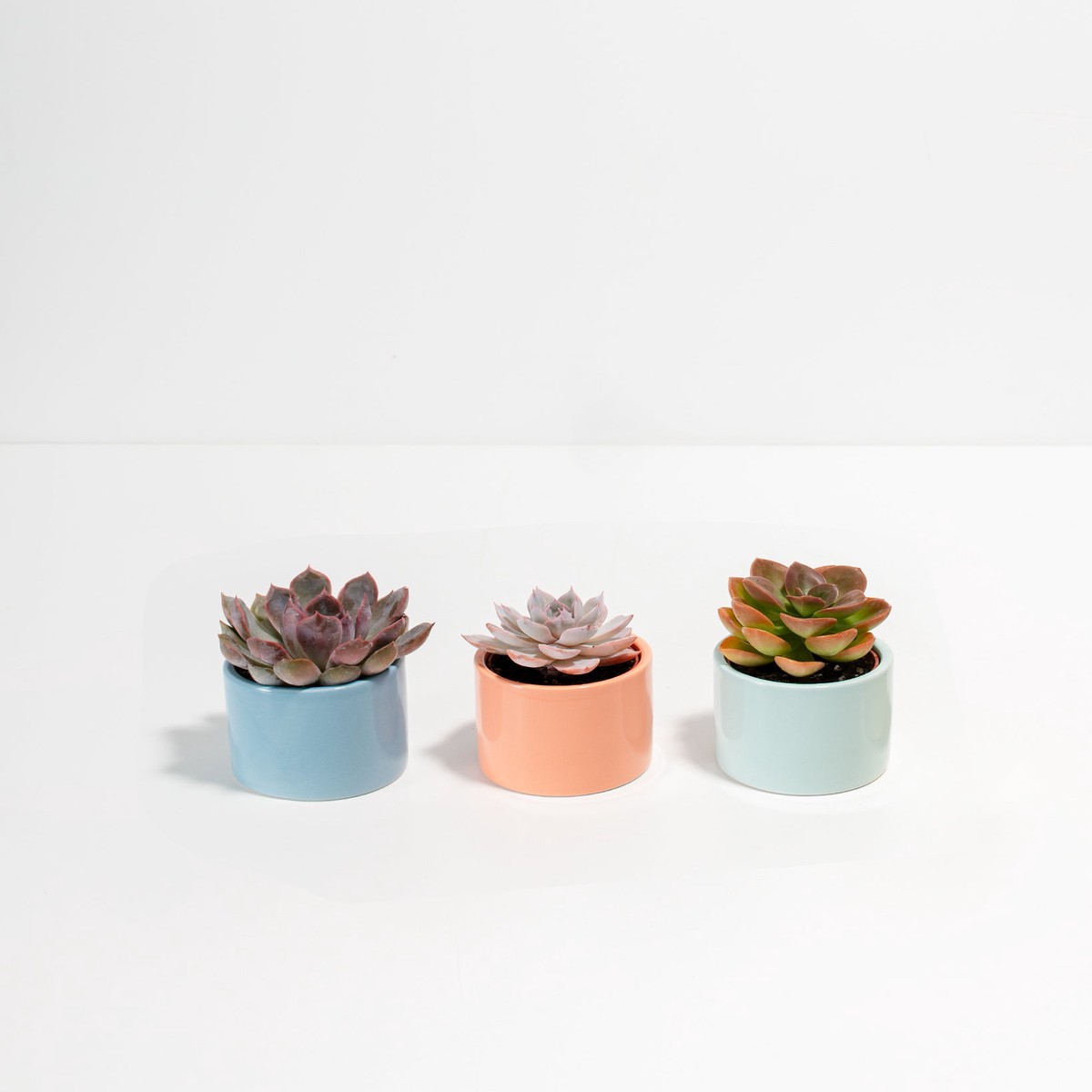 Newport Succulent Assortment 3-Pack