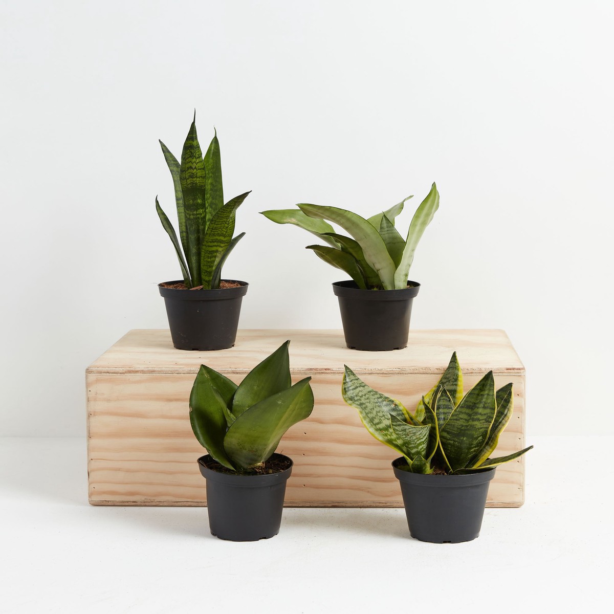 Snake Plant Collection MediumEcoPotMacadamia