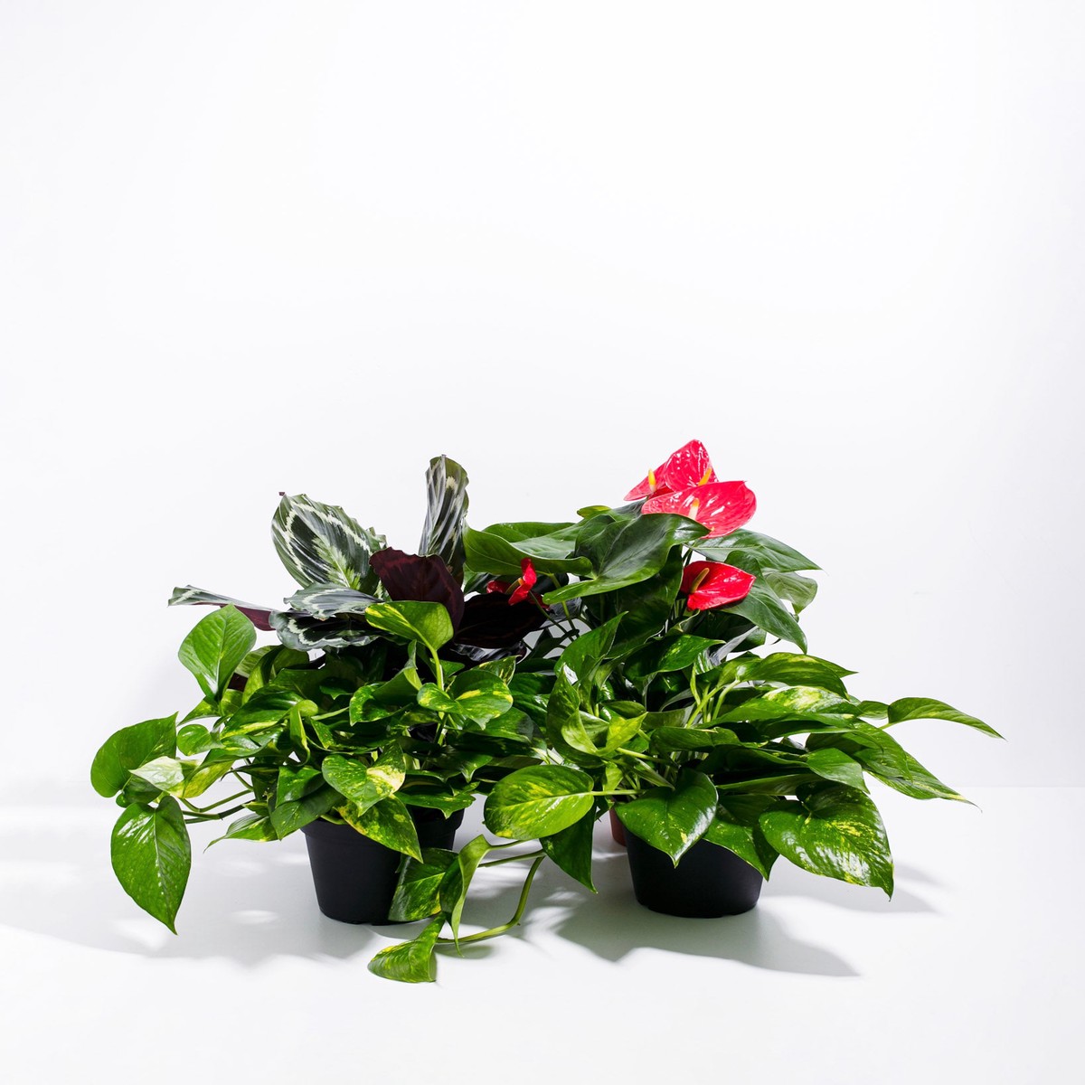 Tropical Vibe Plant Collection MediumBasketsLight