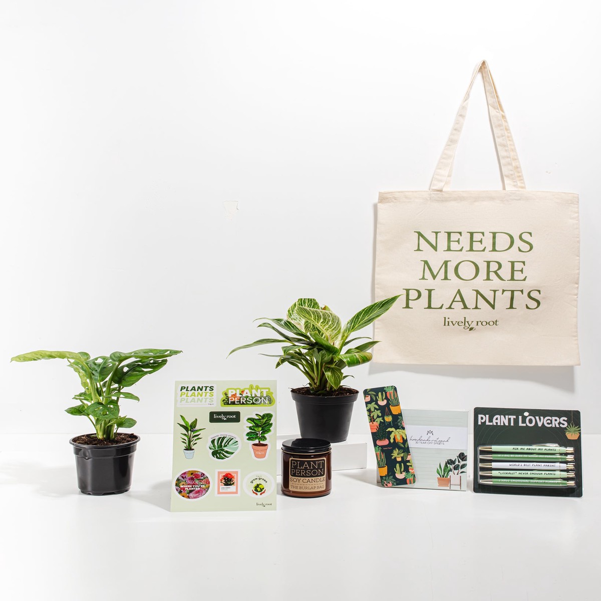 Ultimate Care Package Unique Plants SmallEcoPotMacadamia