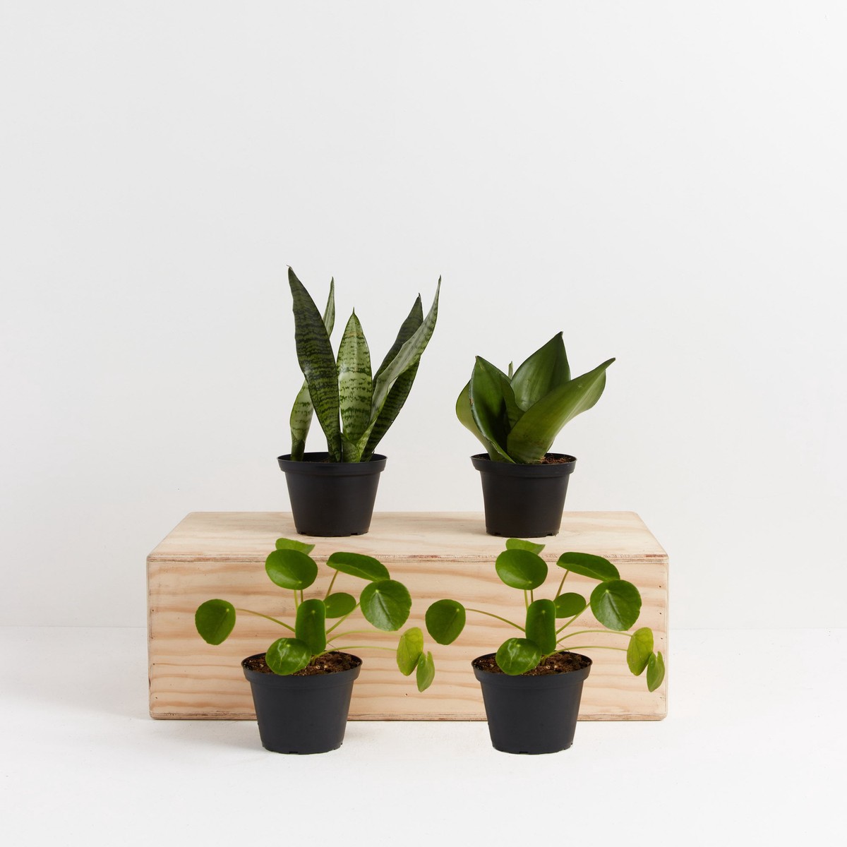 Ying-Yang Plant Bundle SmallEcoPotCoconut
