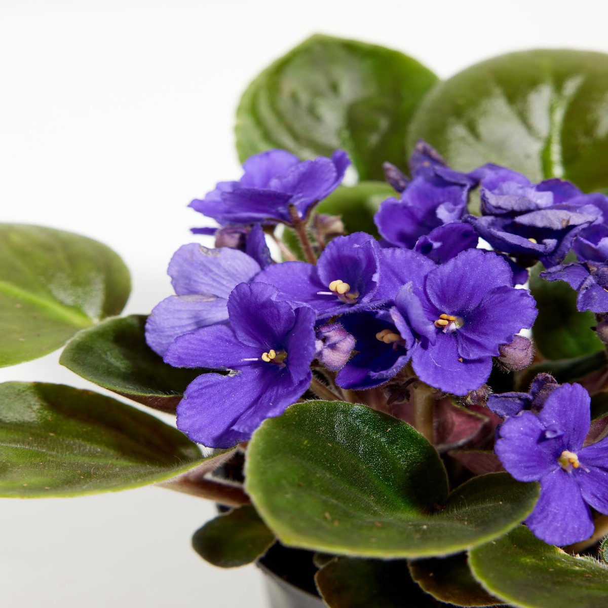 African Violet 4 Pack SmallEcoPotEarlGrey