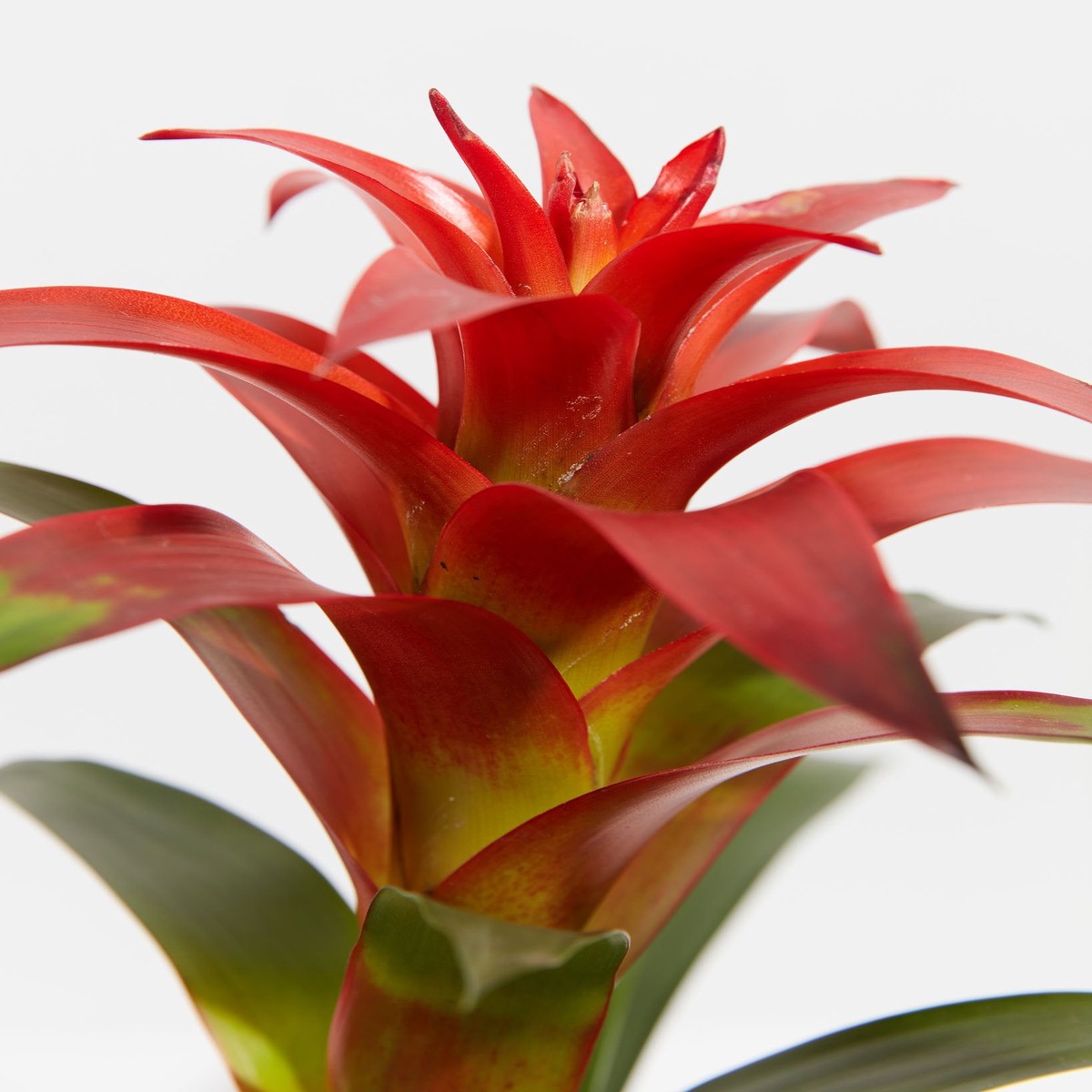 All The Guzmania Bromeliads MediumBasketsLight