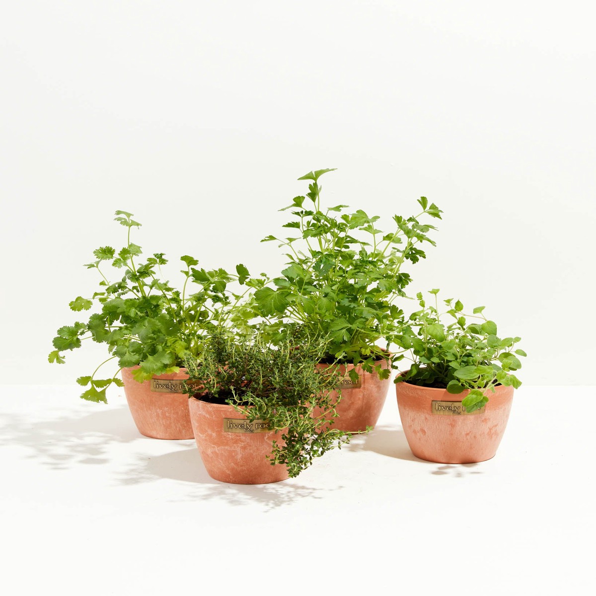ChefS Lively Herbs 4-Pack SmallEcoPotMacadamia