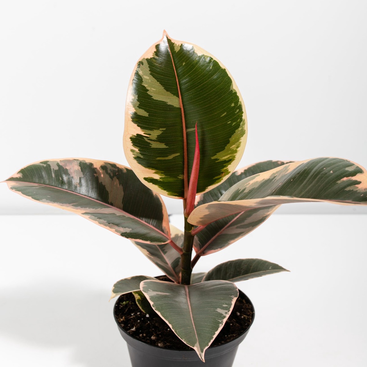 Dorm Room Jungle SmallEcoPotCoconut