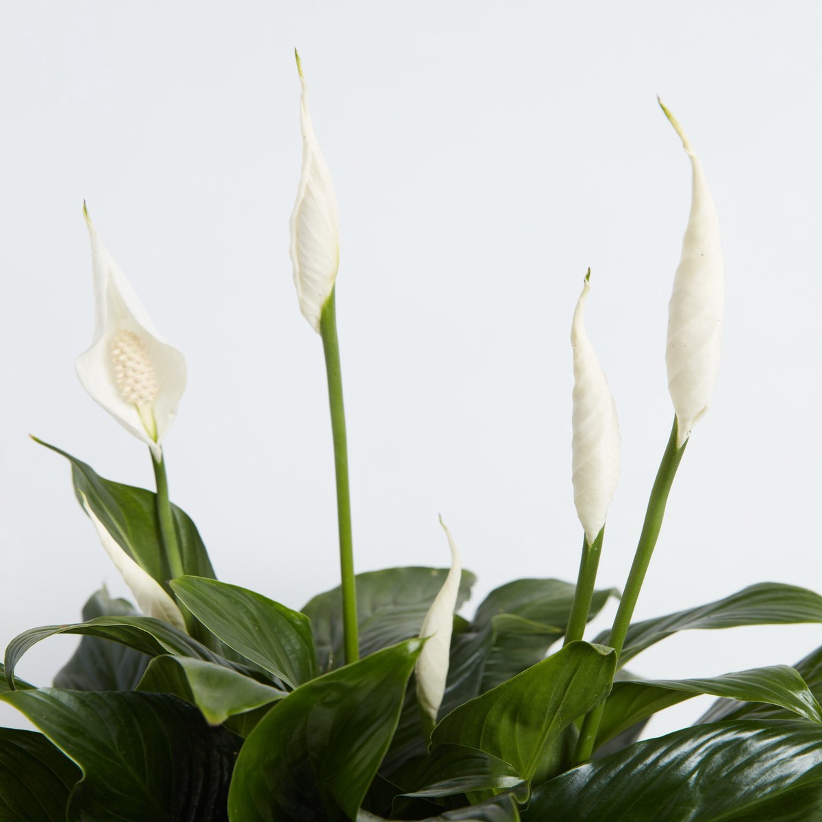 Easy Care Sympathy Duo SmallGrowerVaries