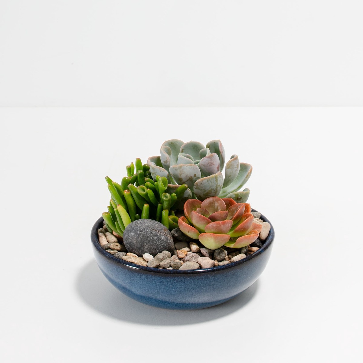 Glazed Succulent Garden 5Garden