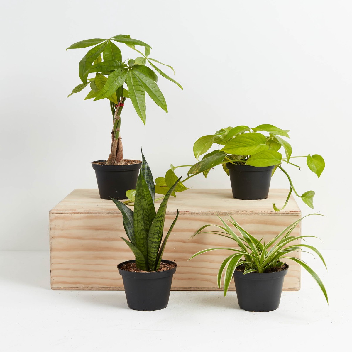 Jungle Starter Plant Collection SmallBasketsLight