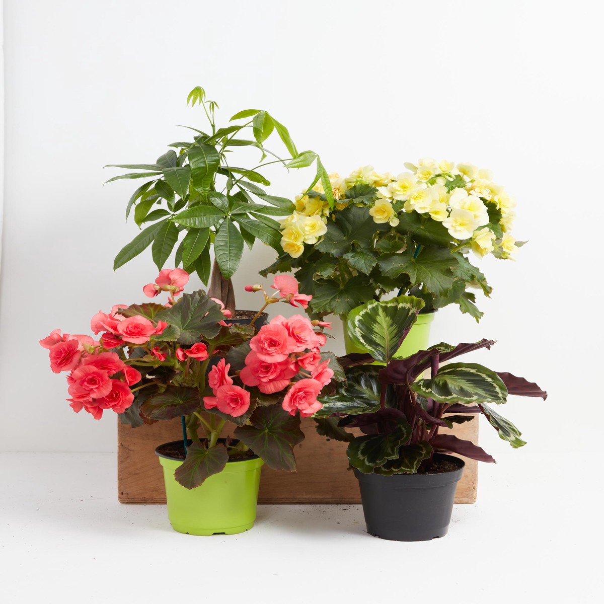 Manifestation Plant Collection MediumEcoPotChai
