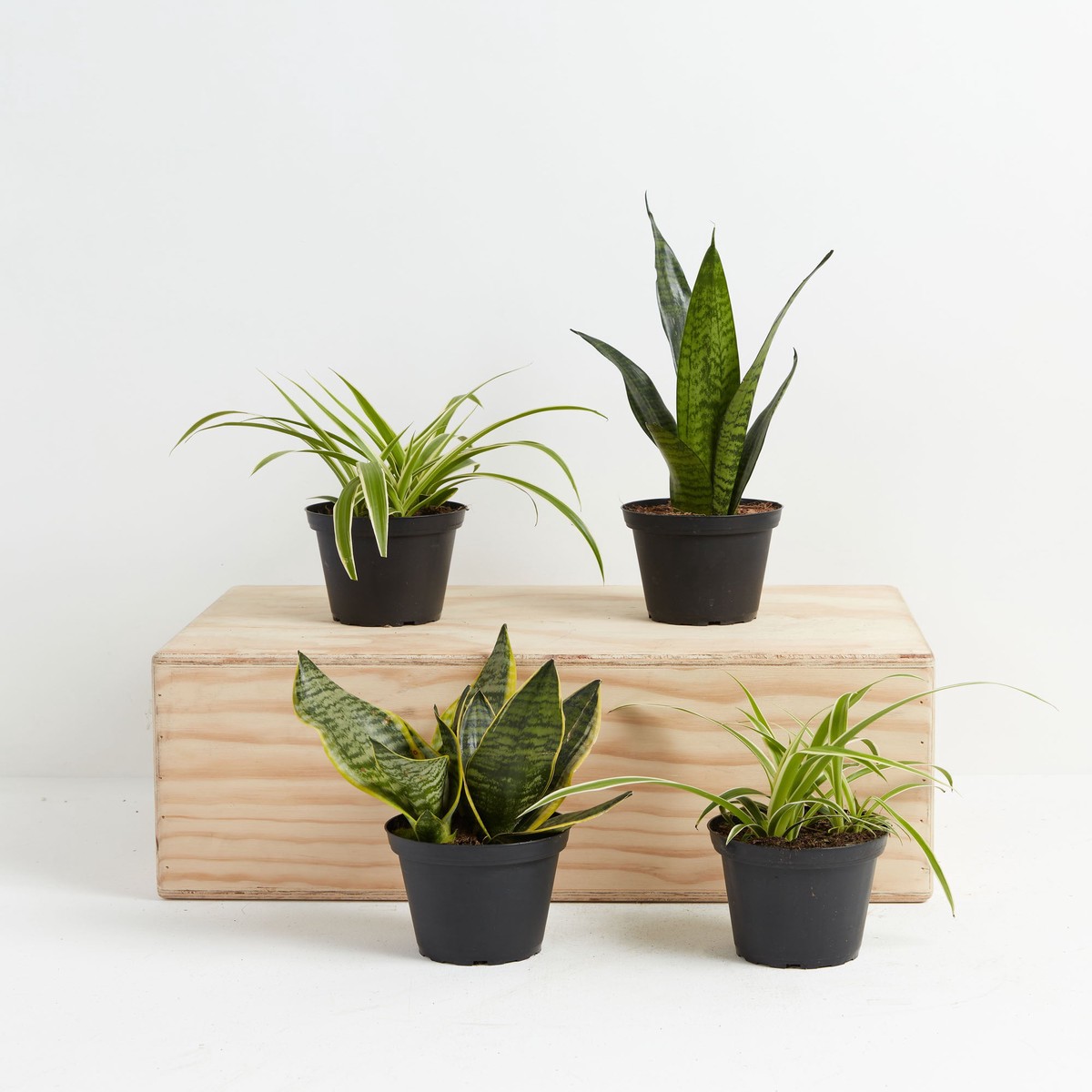 Overcome Your Fears Plant Bundle MediumBasketsLight
