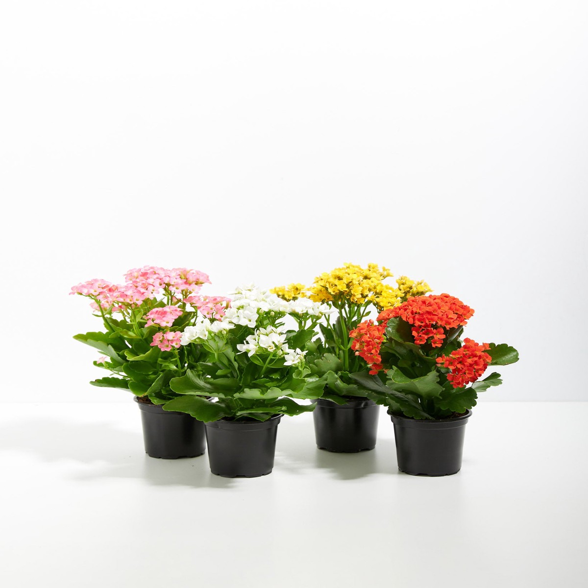 Rainbow Succulent - Kalanchoe Collection MediumEcoPotCoconut