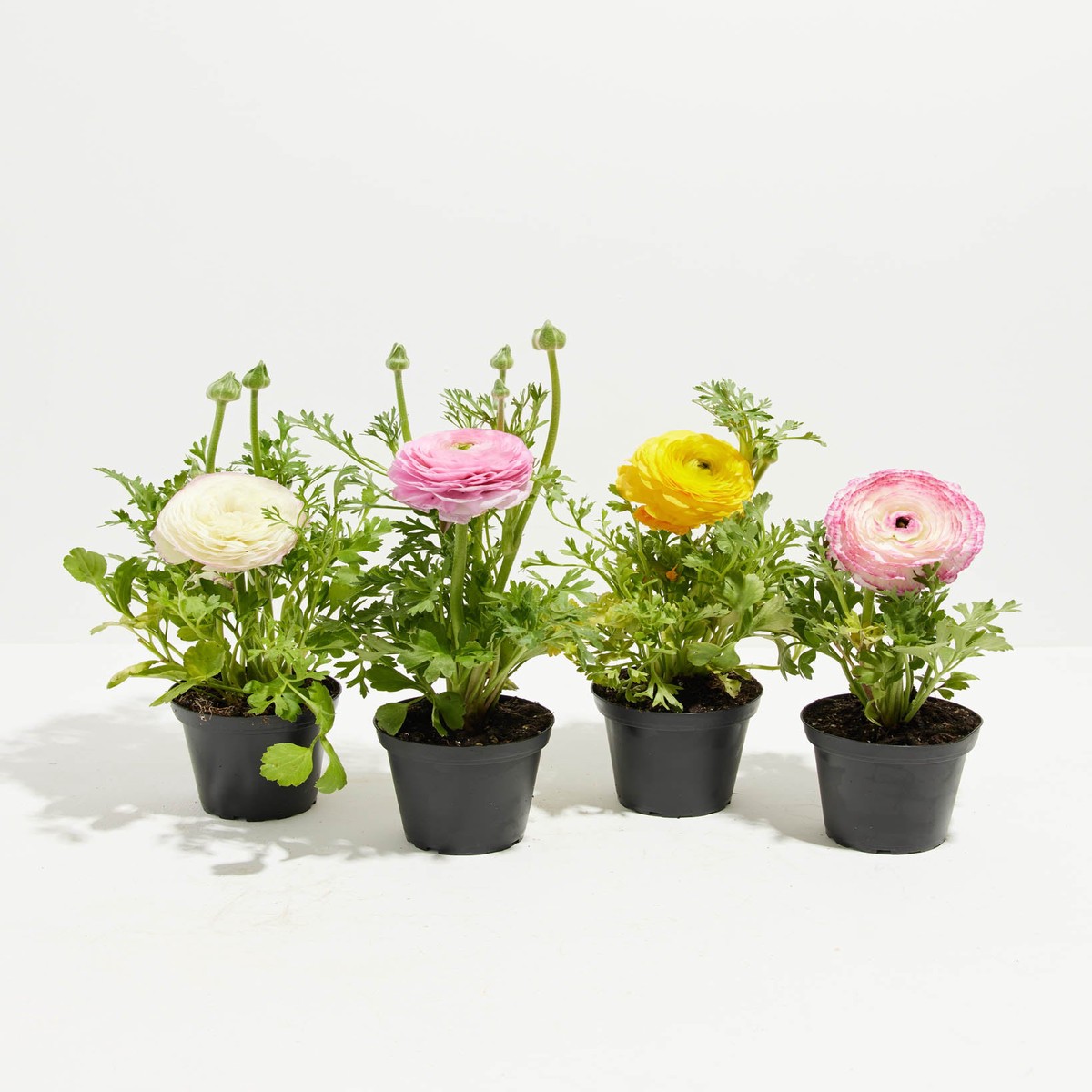 Ranunculus Garden Collection SmallEcoPotCoconut