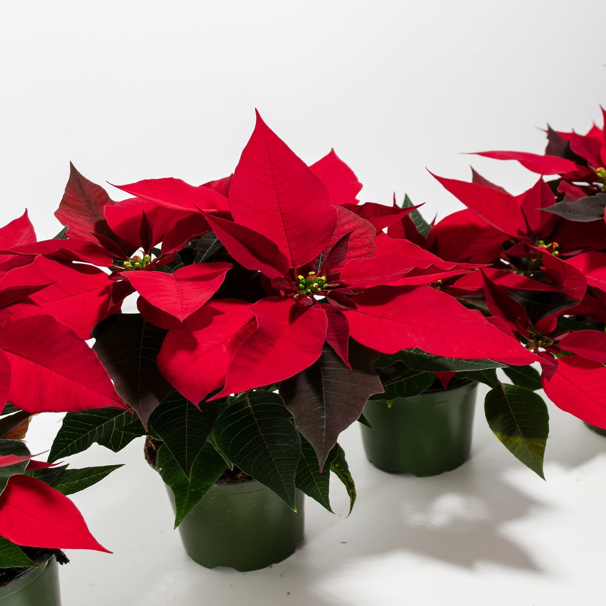 Red Poinsettia 4 Pack MediumBasketsLight