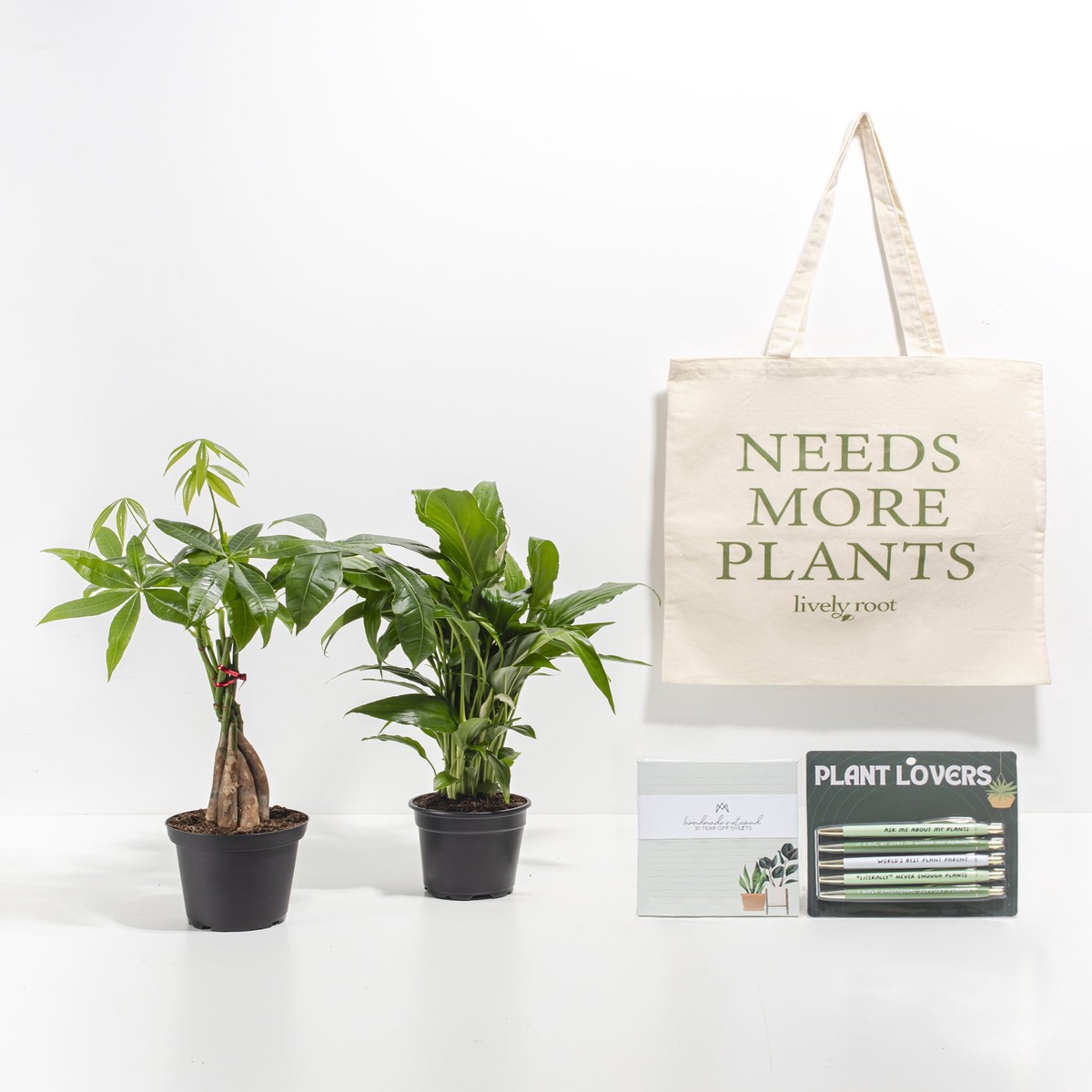 Study Buddy Care Package Best Selling Plants SmallEcoPotCoconut