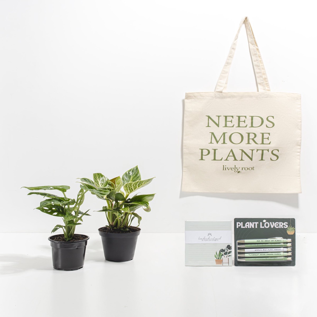 Study Buddy Care Package Unique Plants SmallEcoPotMacadamia