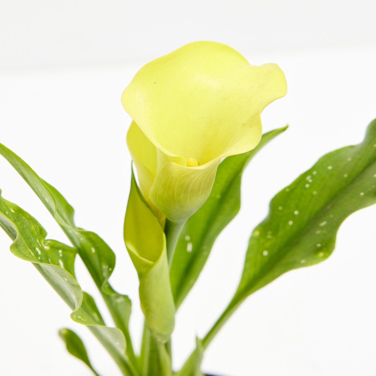 Sympathy Blooms Duo MediumEcoPotCoconut