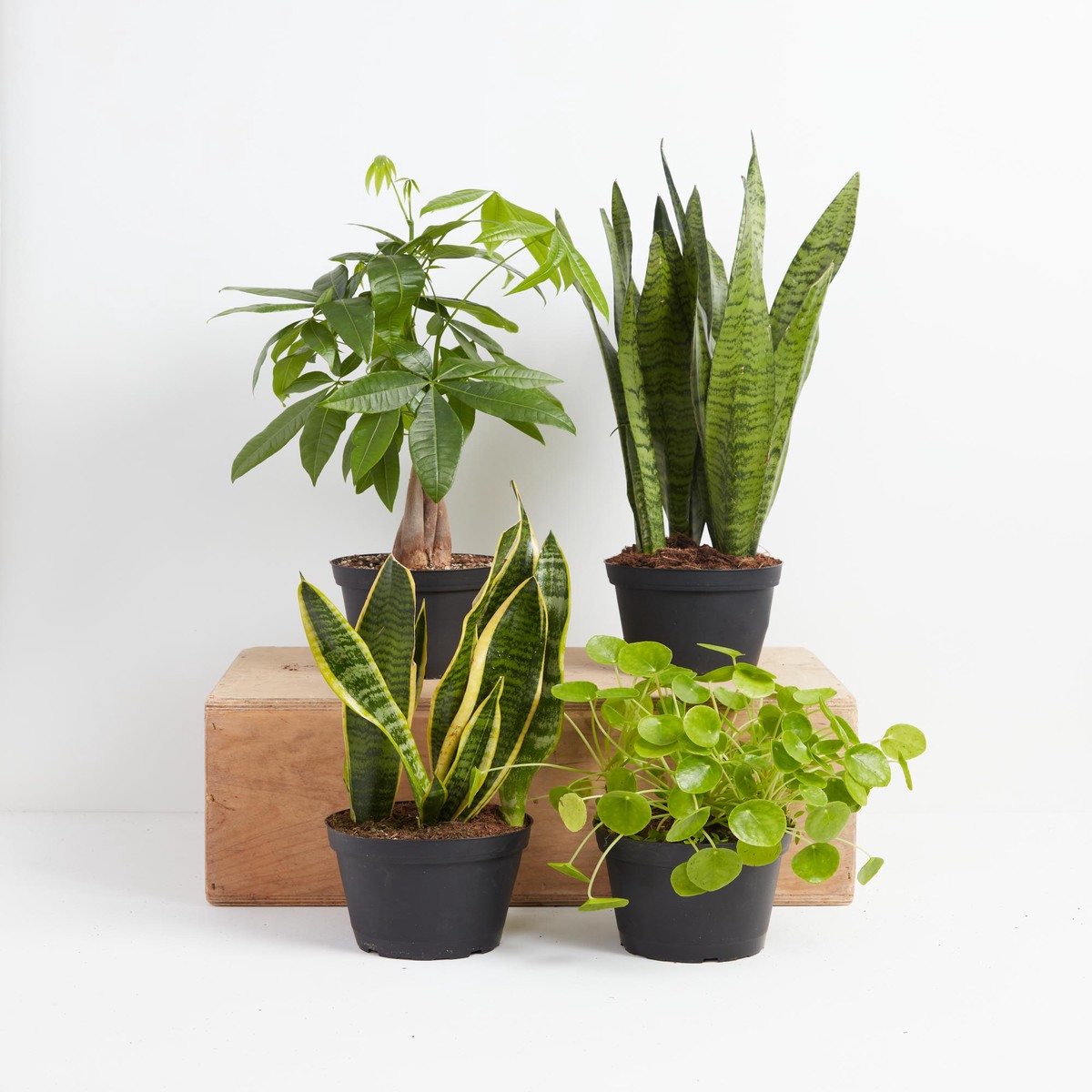 The Feng Shui Money Makers SmallEcoPotMacadamia
