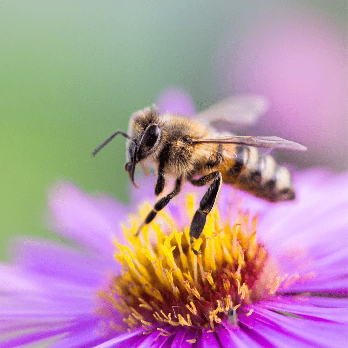 Bee Dandy - Bee Friendly 100 Wild Flower Seed Mix 50G