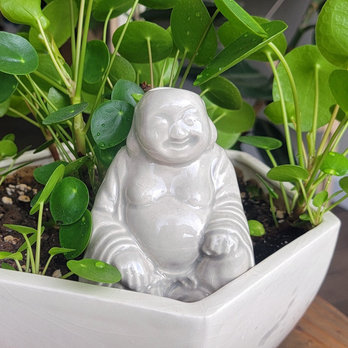 Buddha Watering Spike CosmicDust
