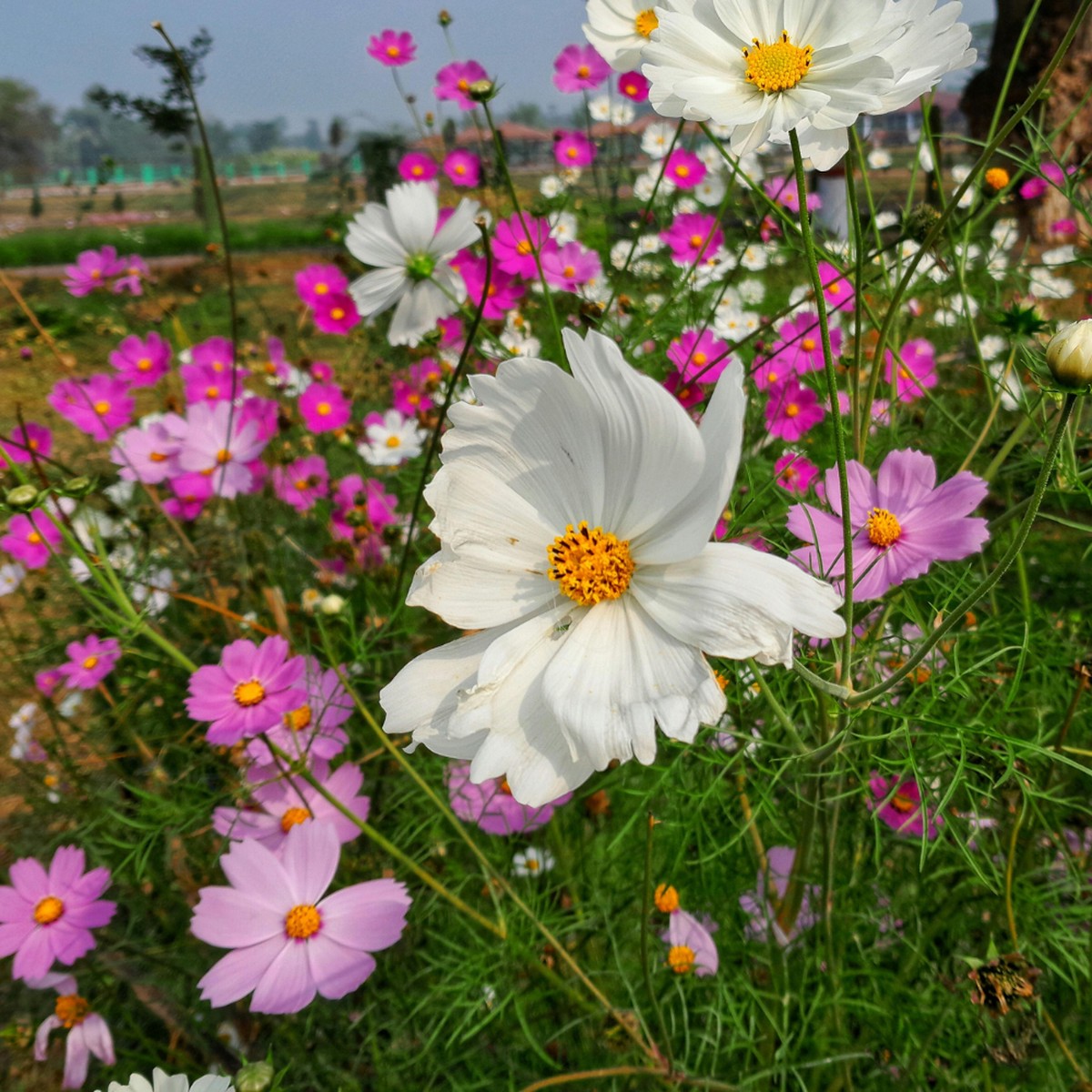 Cosmos - Sensation Mixed Flower Seeds