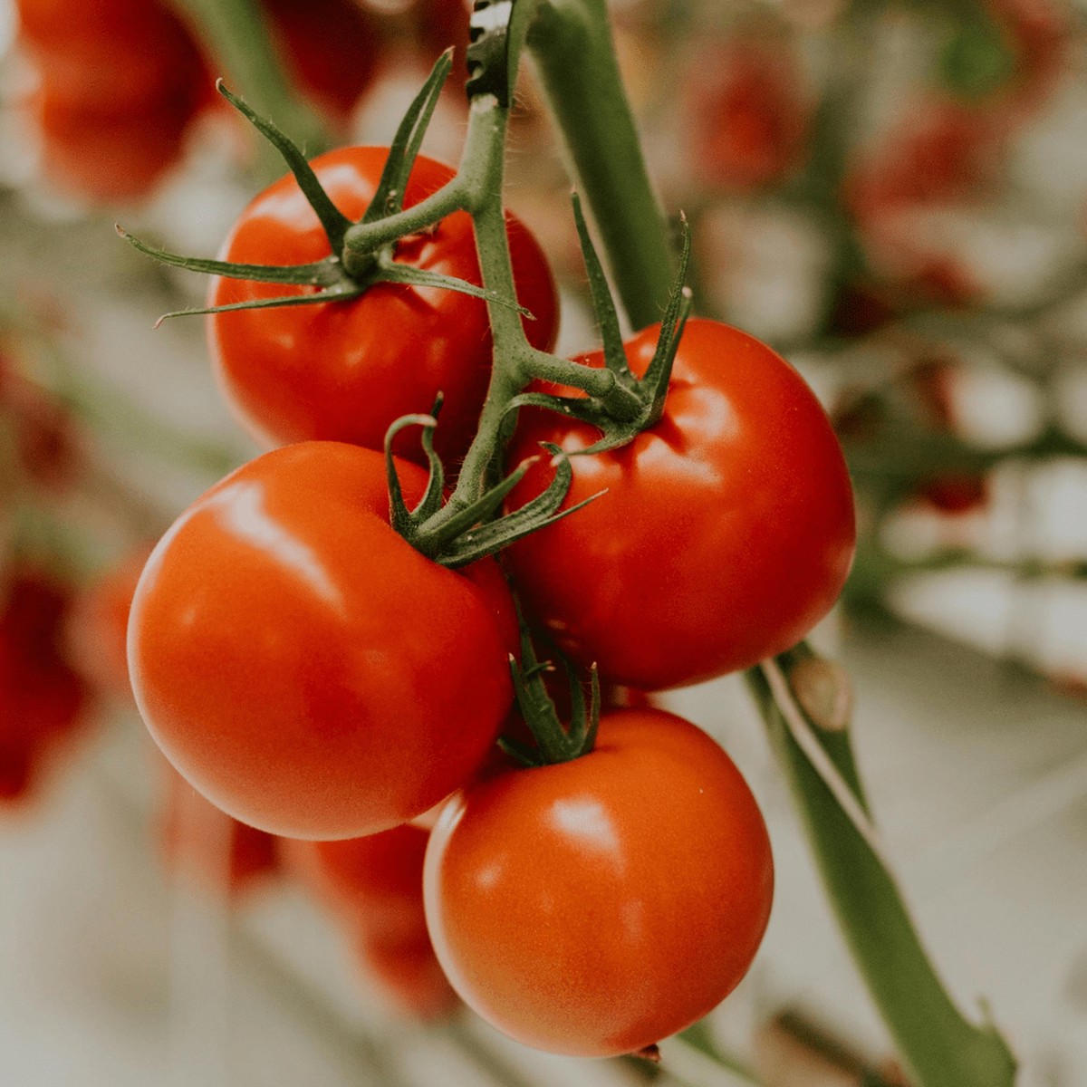 Tomato Seeds - Moneymaker