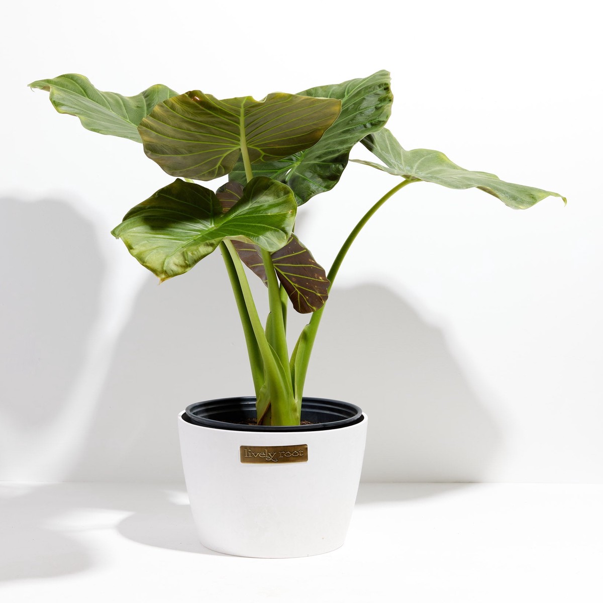 Alocasia Dark Star Elephant Ear MediumEcoPotCoconut